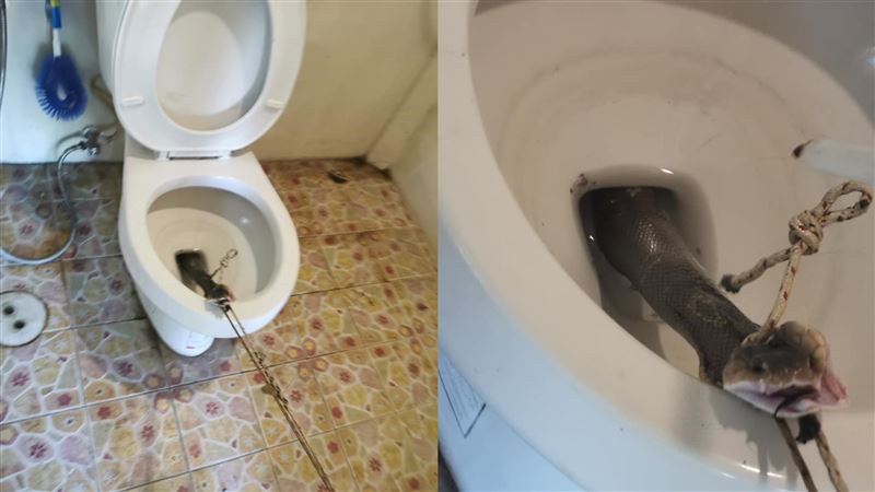 掀馬桶眼鏡蛇猛竄出　他：菊花差點…