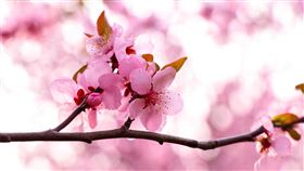 庚子年雙春兼閏月！命理大師鐵口直斷桃花運最強（圖／pixabay）