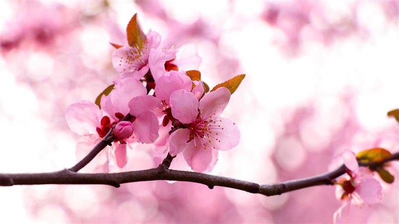 雙春兼閏月　命理師曝桃花運最強生肖