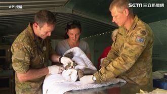 救一隻算一隻…燒傷無尾熊瑟縮嚇呆