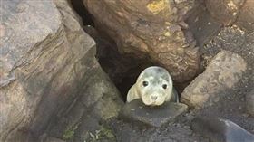 海豹外型圓滾可愛，絕對堪稱是世界上最可愛的海洋動物之一，而在野外遇到海豹的機會可不是人人都有！日前有位民眾在英國海岸發現了一隻海豹寶寶，但民眾發現這隻海豹寶寶竟然不怕人，拿起相機對牠拍了一陣子後，才發現原來這隻海豹寶寶卡在岩洞中動彈不得，這才連忙連絡救難人員。（圖／翻攝自St. Mary's Seal Watch Facebook）
