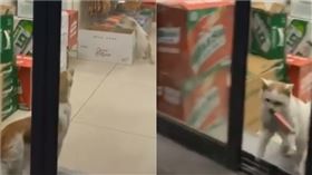 偷肉棒貓。（圖／翻攝自抖音APP用戶「@tictokcat_ru」）