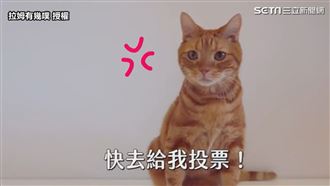 喵星人網紅籲投票　萌翻網喊：投起來