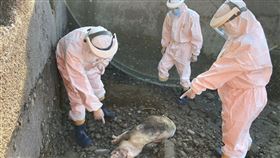 苑裡漁港下水道口驚見豬屍  排除非洲豬瘟已掩埋海巡署中部分署第三岸巡隊指出，苑裡安檢所人員9日下午例行性巡查時，在苑裡漁港內中堤與南堤交接下水道口，發現一隻死亡豬隻屍體，經動物防疫所人員到場勘查，排除感染非洲豬瘟可能，已消毒並就地掩埋。（海巡署中部分署第三岸巡隊提供）中央社記者管瑞平傳真  109年1月10日