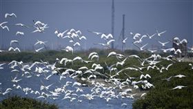 台南七股頂山棲地黑面琵鷺數量增台南市七股區頂山賞鳥亭附近地區的黑面琵鷺族群有增加趨勢，108年12月曾記錄到超過700隻。（台南市生態保育學會提供）中央社記者楊思瑞台南傳真　109年1月10日