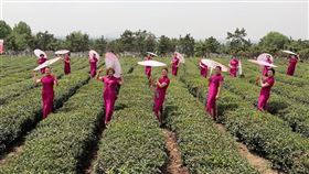 江蘇省扶貧辦7日宣布，全省脫貧率已達99.99%以上。圖為連雲港市一處「扶貧茶園」，宣稱帶動當地貧困居民增加收入。（檔案照片／中新社提供）