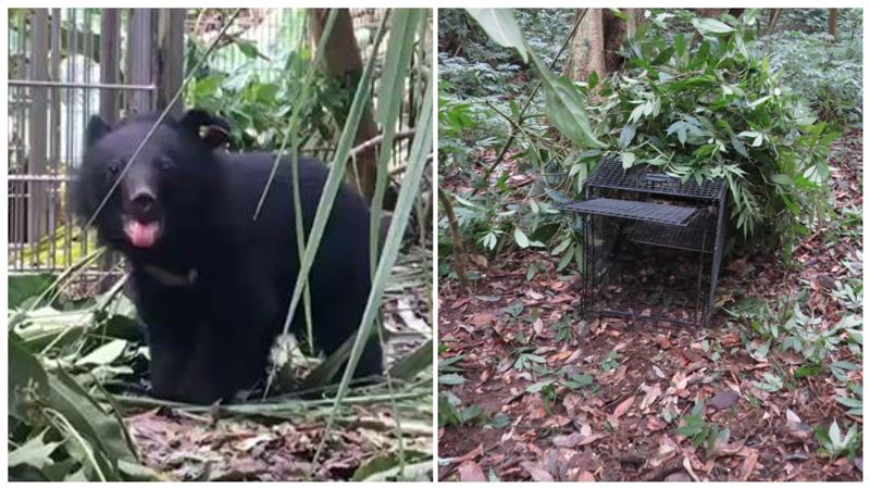 利稻小熊逃家　林管處佈設蜂蜜當誘餌