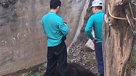 新竹,動物園,紅毛猩猩,死亡