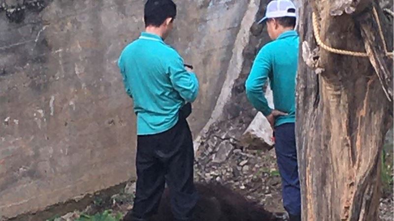快訊／新竹紅毛猩猩摔樹下　傷重死亡
