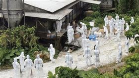 沖繩縣政府10日表示，已確認沖繩市內一處養豬場感染豬瘟，將撲殺場內飼養的2809隻豬，這是沖繩縣至今第3起豬瘟疫。圖為8日執行撲殺豬隻的防疫作業人員。（檔案照片／共同社提供）