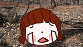 袋鼠,澳洲,火災,大火,野火,動物,圍欄,柵欄,保護,鐵絲網,保育,逃脫,困住,狩獵,　圖／翻攝自IG https://parg.co/z4K