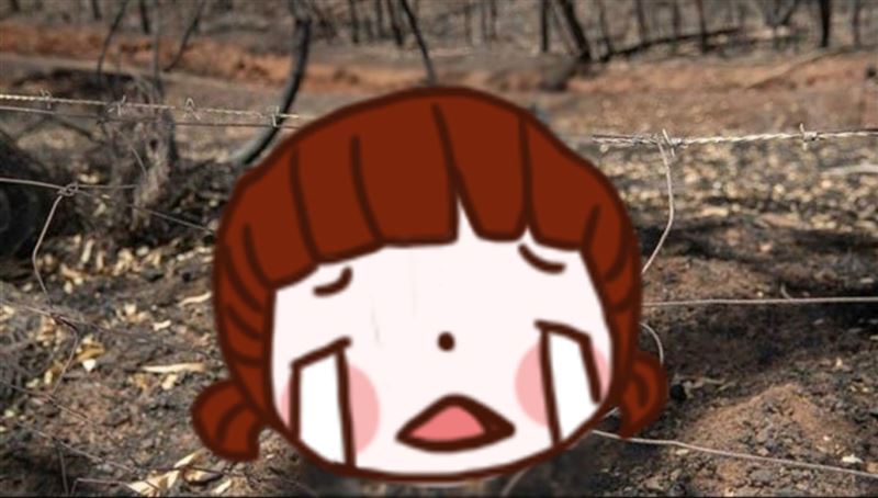 鐵絲網阻逃生　小袋鼠遭野火燒成焦屍