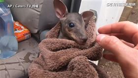 消防員救小袋鼠