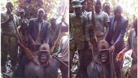 猩猩,剛果,需求,盜獵,威脅,獵殺,動保,獵槍,照片,法國,殘忍, 圖／翻攝自L'Association Gorilla臉書　https://parg.co/z4g