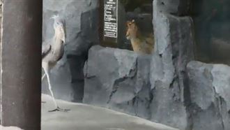 鯨頭鸛霸氣走台步　下一秒就把臉丟光