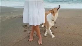 抖音,狗,台步,優雅（圖／翻攝自抖音）