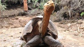 動物園,繁殖,計畫,功成身退,象龜,返鄉,貢獻,美國,聖地牙哥,動物, 圖／翻攝自推特　