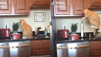 叮一聲！橘貓嚇到與吐司「同步彈飛」