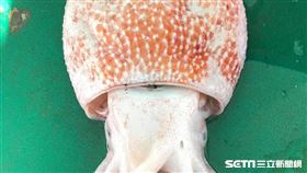 短蛸（吳純裕提供）