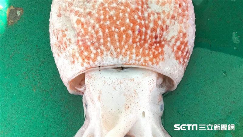 老漁民沒見過的「怪生物」　真相出爐