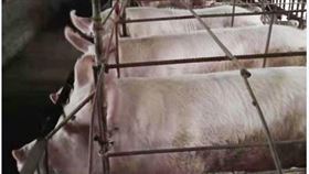 中國非洲豬瘟爆發一年多來，不僅改變中國豬肉供需與物價，也影響到全球肉類市場及其貿易模式。圖為河南一豬圈。（河南豬農提供）中央社