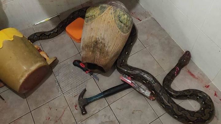 上廁所被巨蛇狠咬！媽拿刀鎚狂砍激戰