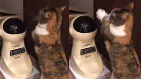 曼赤肯「雙手合十」討飯飯。（圖／翻攝自抖音帳號@cannele1031）