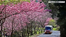 武陵農場（公路總局提供）