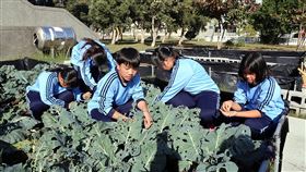 嘉縣布袋國中學生整地栽種蔬菜嘉義縣布袋國中在校園開發農地，由學生整地、栽種各類有機蔬菜，收成後作為營養午餐和老人食堂食材，還在市集販售，落實食農教育。（嘉義縣政府提供）中央社記者黃國芳傳真　109年1月14日