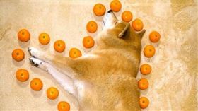 柴犬,日本,橘子（圖／翻攝自推特）