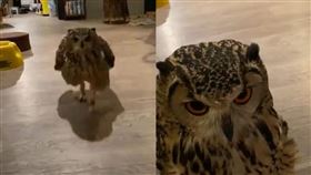 猛禽也有這一天！貓頭鷹邁雙腳跑向主人　途中絆腳險自摔