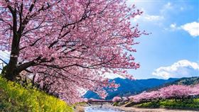 ▲日本4大河津櫻名所（圖／樂天旅遊提供）