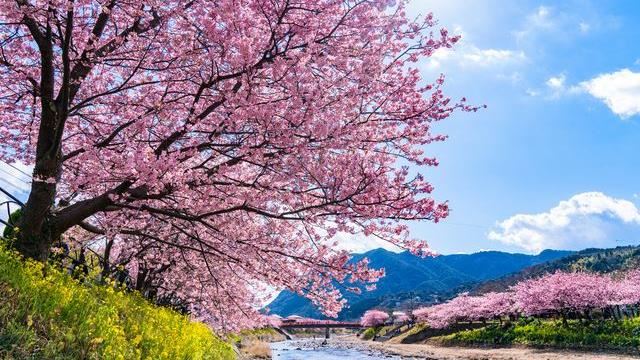 日本最美早櫻「4大河津櫻名所」推薦