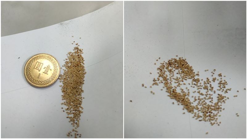 桌上驚見詭異芝麻　內行人曝驚人真相