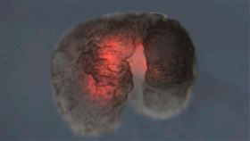 機器人,修復,Xenobot,活體,健康,壽命,貢獻,缺陷,醫學,科學家,研究, 圖／翻攝自推特