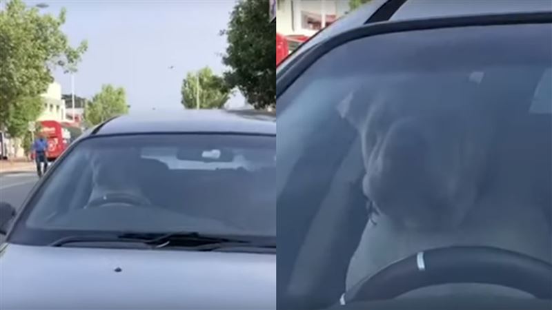 沙皮狗遭留車上　狂按喇叭宣示不滿