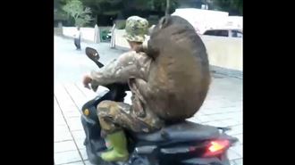 獵人扛80kg「大老鼠」？活山豬啦