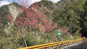 中橫公路櫻花陸續綻放台8線中橫公路太魯閣口起至天祥、西寶、洛韶、慈恩關原沿線公路旁，櫻花陸續綻放，花期預計能持續至農曆春節。中央社記者張祈攝　109年1月14日
