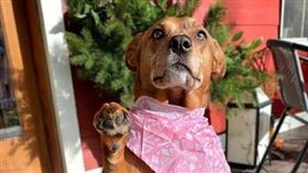 馬麻剛回到家！貼心汪「衝去幫關門」搖屁股擊掌：我很棒吧～