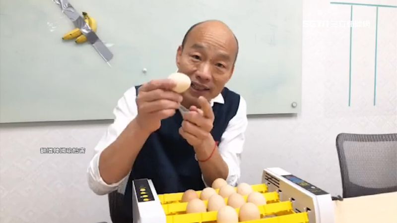 韓直播雞孵化　3顆蛋死亡倖存9隻雞