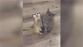 舔臉幫洗澡按摩咬耳大放閃　貓與狐獴跨越種族的愛