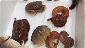 20元螃蟹藏劇毒！「蟹爪」黑黑的　專家：這吃了會死人
圖／翻攝自爆廢公社