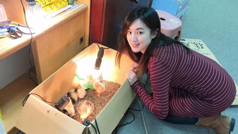 韓國瑜的雞回雲林娘家　何庭歡曝現況