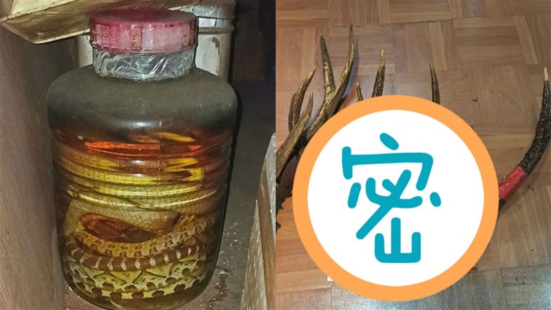 試喝30年蛇酒　勇者驚曝：瘋狂升旗
