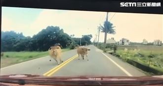 2頭牛突衝馬路　轎車嚇壞「被衝撞」