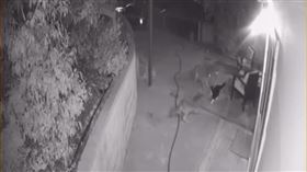 老虎不發威，你當我是病貓？日前美國有位民宅附近突然出現了3隻野生的土狼試圖闖入，豈料屋主家中飼養的貓咪竟然憑一己之力趕跑了3隻惡狼，這護主的英勇舉動被上傳到網路上，引起廣大迴響。（圖／翻攝自ViralHog YouTube）