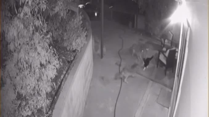 野狼闖住宅！家貓發威1打3畫面曝光