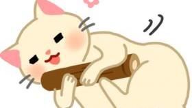 偶爾嗨一下！讓貓咪紓壓更健康