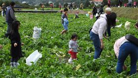 台東關山舉辦拔蘿蔔大賽台東縣關山鎮公所鼓勵農民休耕期種植油菜花，也推廣種植原生的金嬌蘿蔔，作為農田綠肥，並舉辦「拔蘿蔔大賽」促進地方觀光產業。（台東縣政府提供）中央社記者李先鳳傳真　109年1月16日