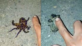 章魚,藍環章魚,劇毒,眼鏡蛇(翻攝自爆廢公社)